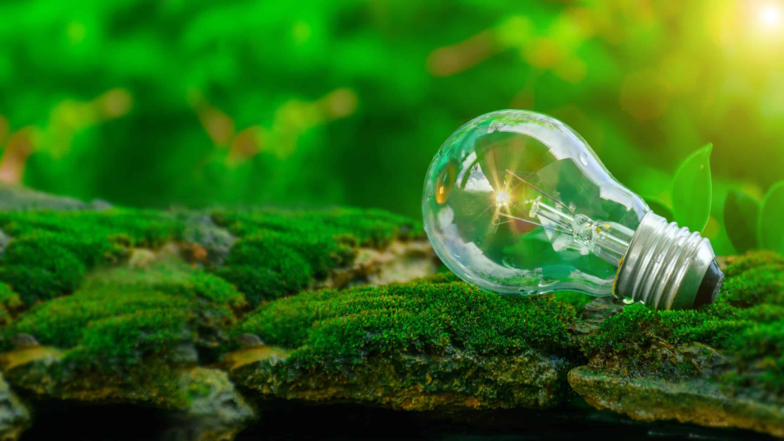 Light bulb on forest